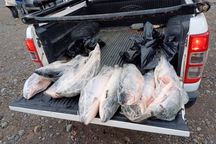 Recomiendan no consumir pescado de dudosa procedencia