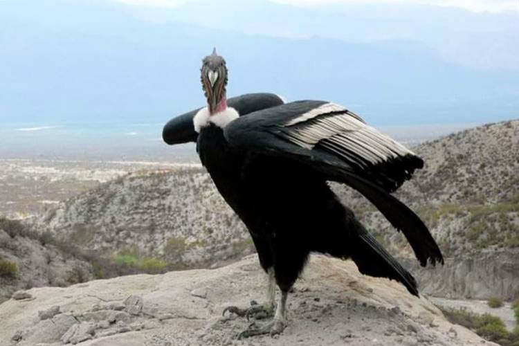 Se realizó el segundo censo simultáneo del Cóndor Andino