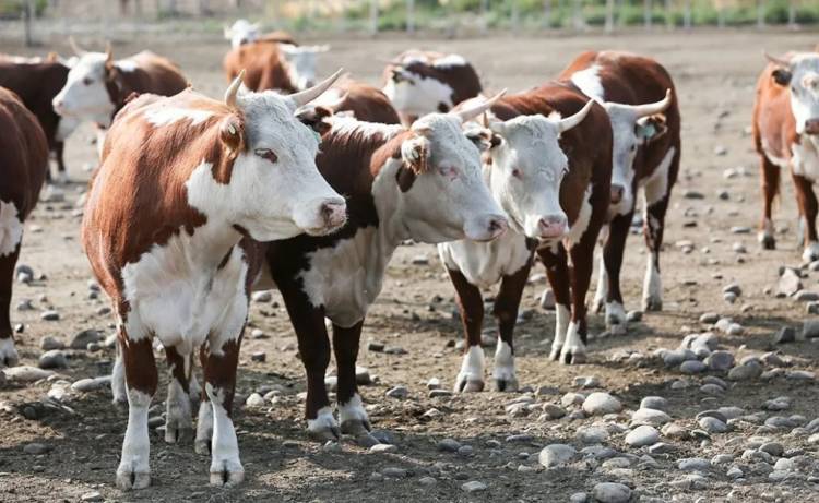 Agilizan trámite para traslado de animales, boletos de yerra y señalada