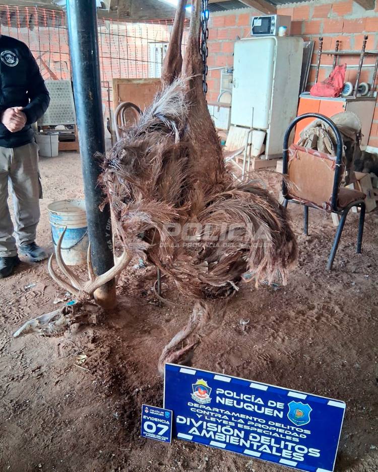 Demoran a una persona por venta clandestina de medicación veterinaria prohibida y caza ilegal de fauna silvestre 