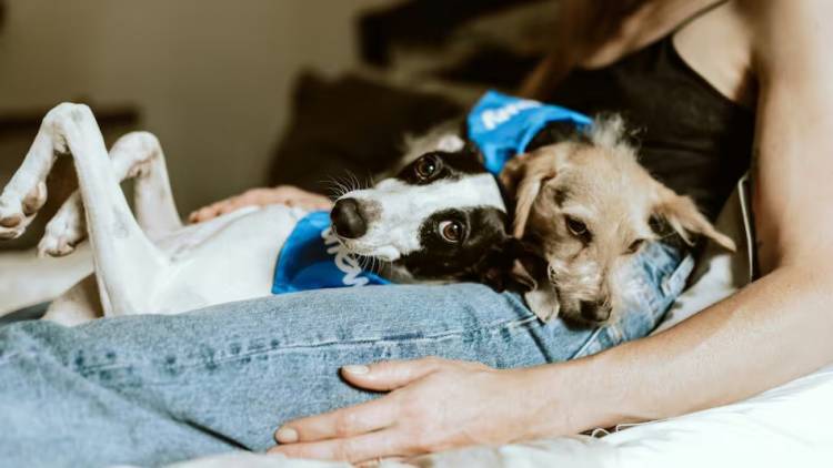 ¿Lealtad o conveniencia?: qué significa que el perro elija a una sola persona como su favorito de la familia