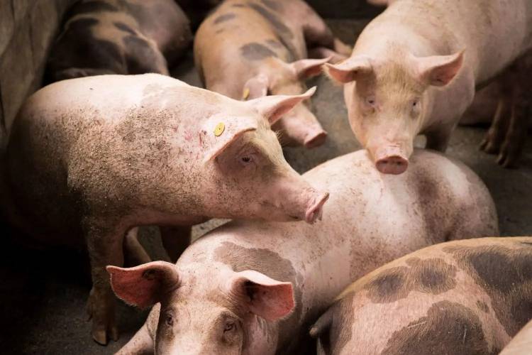 Qué es la triquinosis: síntomas, causas y tratamiento