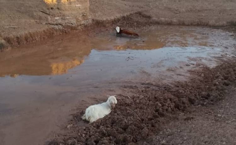 Sequía extrema: los animales beben barro y mueren empantanados
