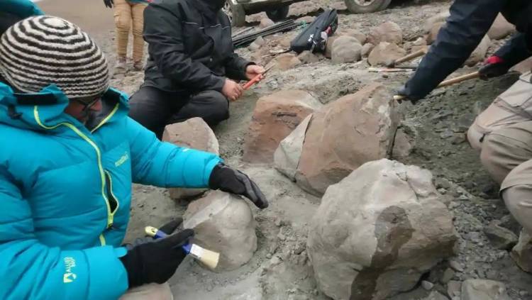 Cómo fue el descubrimiento del Kostensuchus atrox, el cocodrilo feroz de 70 millones de años en la Patagonia
