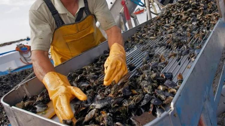 Salmones versus mejillones, la batalla oculta de Chile y Argentina