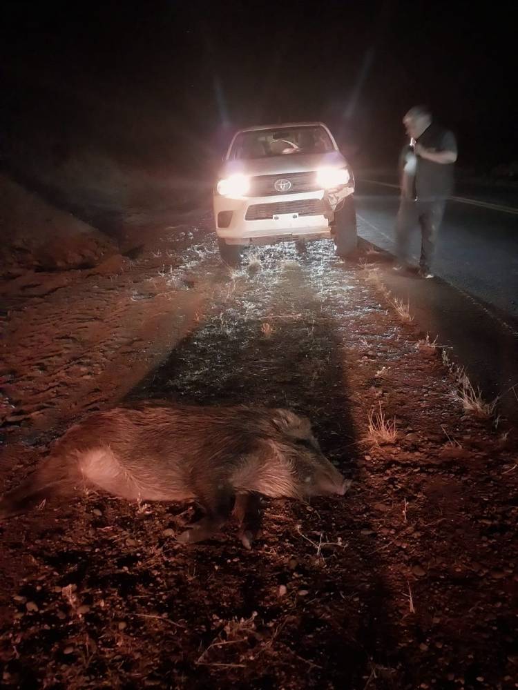 LAS LAJAS “Fue algo nunca visto”: una manada de más de 20 jabalíes provocó un fuerte accidente cerca de Huarenchenque