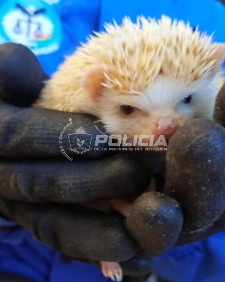 Allanamiento en Cutral Co: secuestraron tres erizos africanos y un arma de fuego