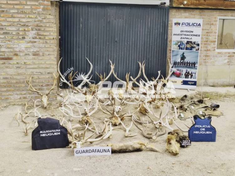Secuestraron 17 armas, más de 5.000 municiones y 40 trofeos de fauna en un allanamiento cerca de Zapala